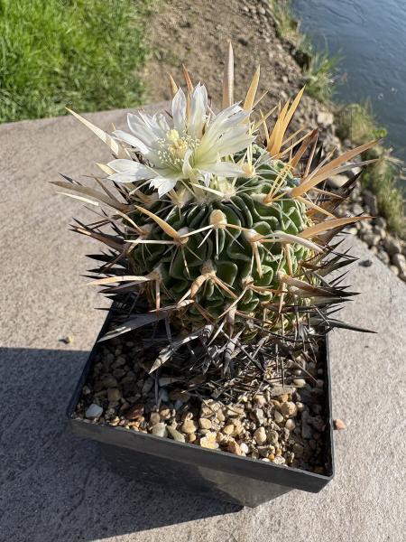 Stenocactus crispatus